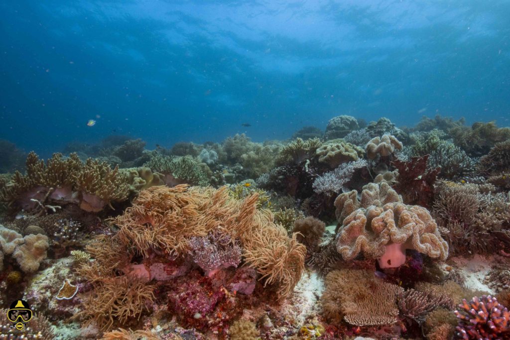 raja ampat soft corals