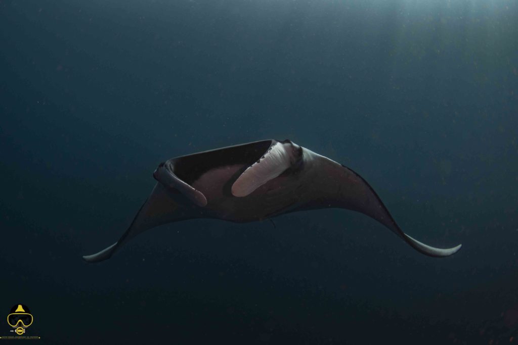 manta ray giant