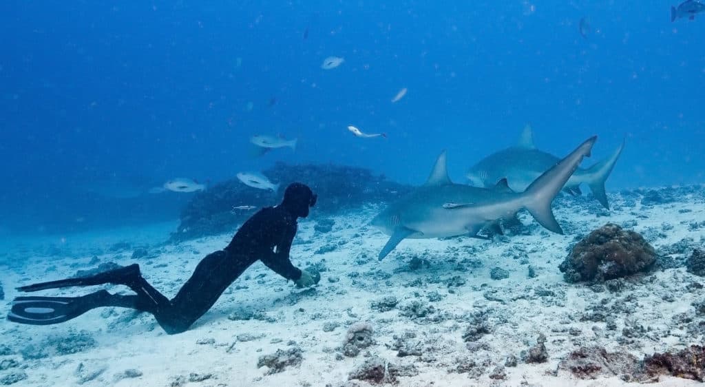 ecotourisme requin reunion