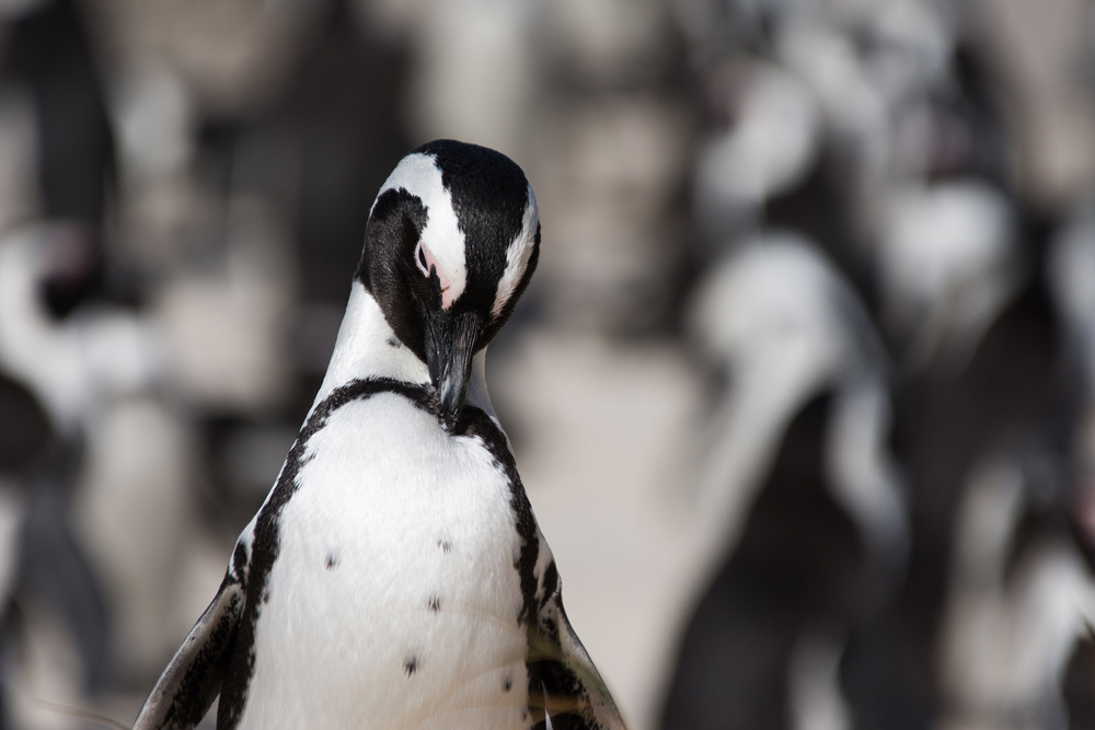 portrait de pingouins
