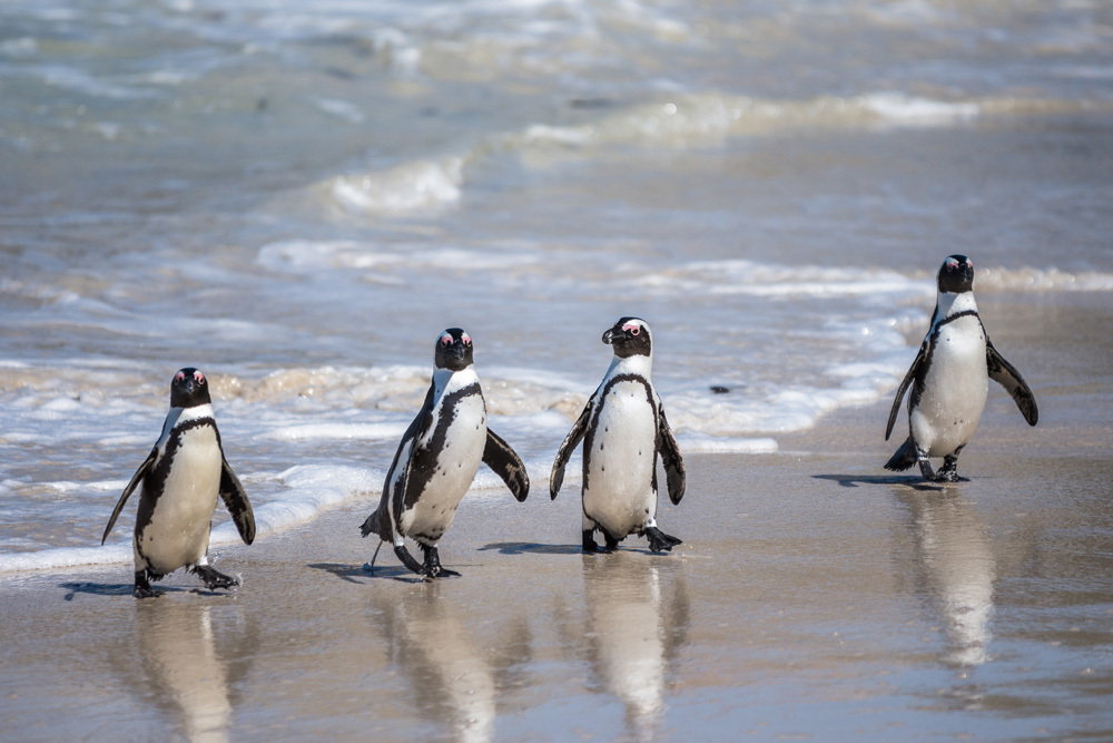 Des pingouins