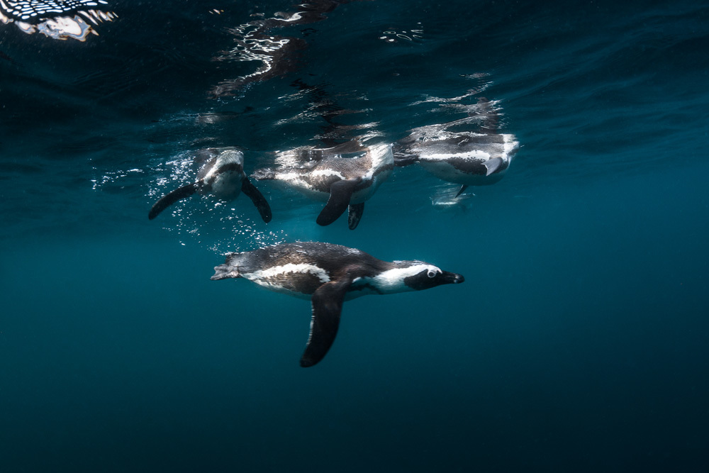 Pinguine vor der Küste Südafrikas
