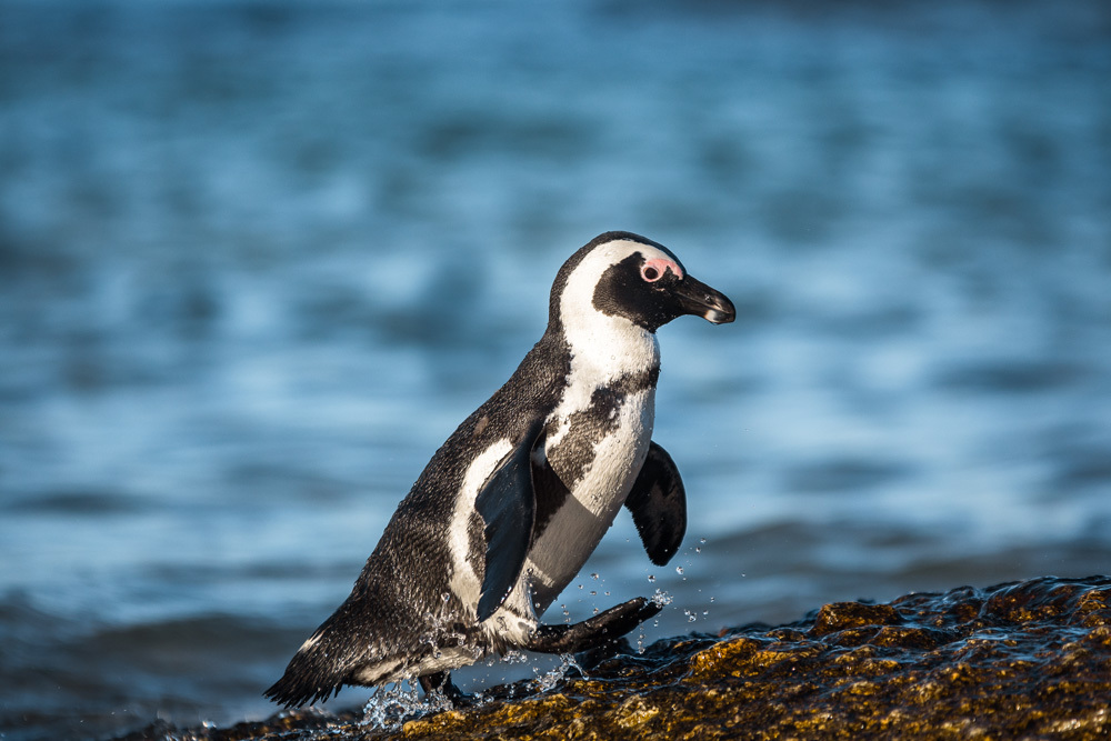 Un pinguino su una spiaggia del capo