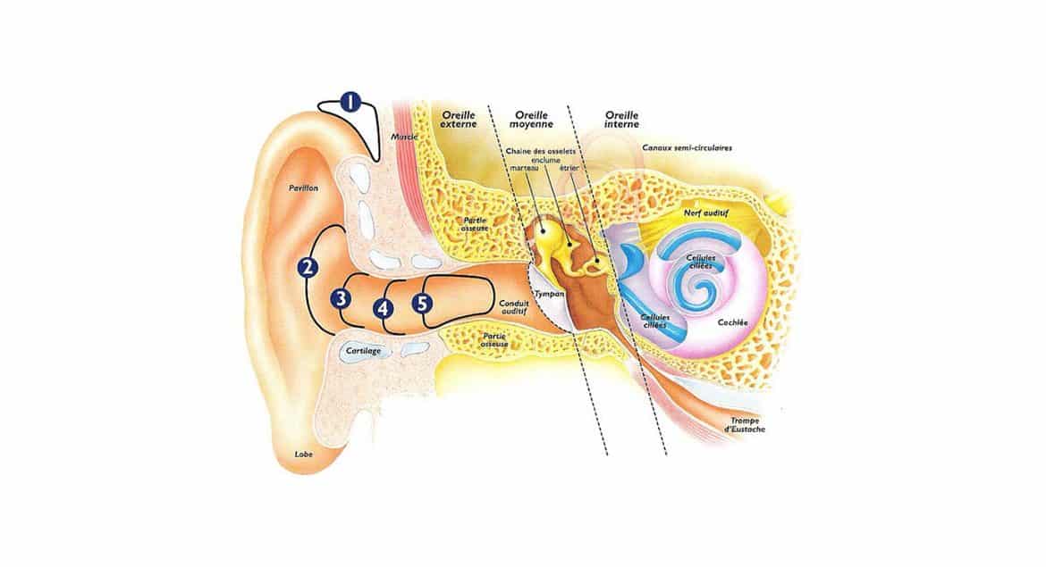 LES INFECTIONS DE L’OREILLE ET LA PLONGÉE