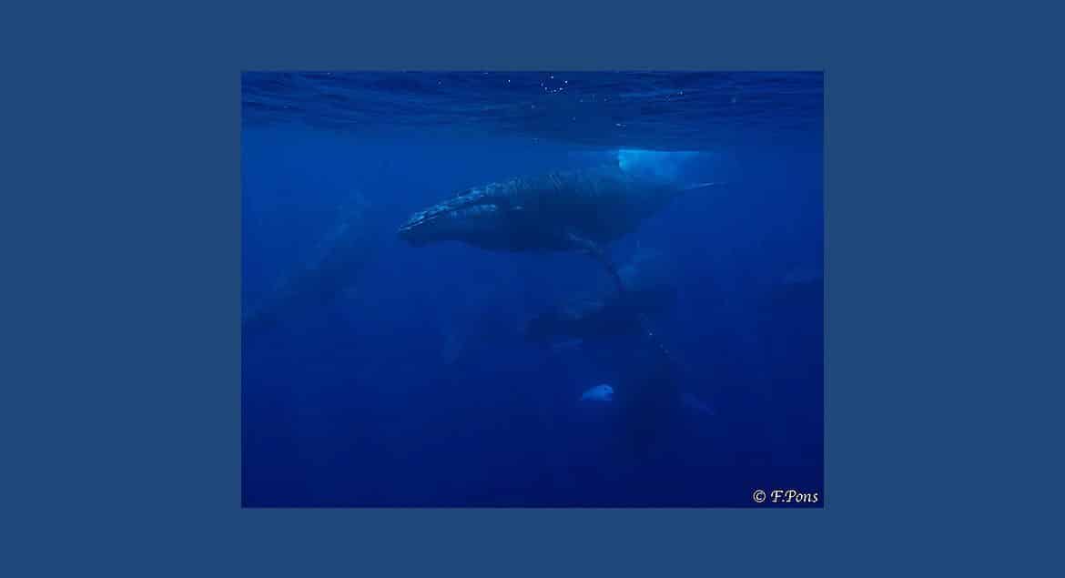 BALEINES TAHITI : DES RENCONTRES INOUBLIABLES