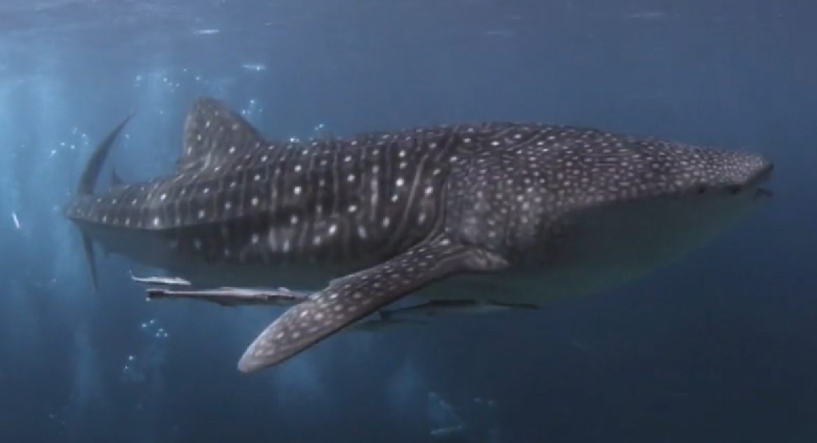 Croisière plongée Maldives : Manta Cruise