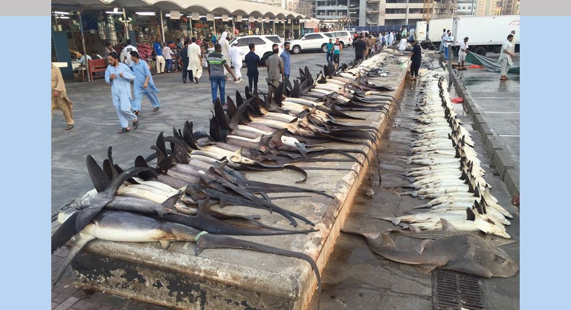 dubai-un-bon-requin-est-un-requin-mort