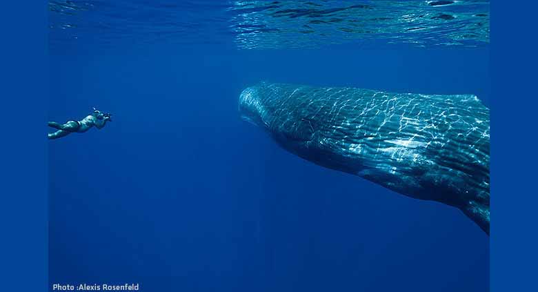 毛里求斯潜水——抹香鲸的游乐场
