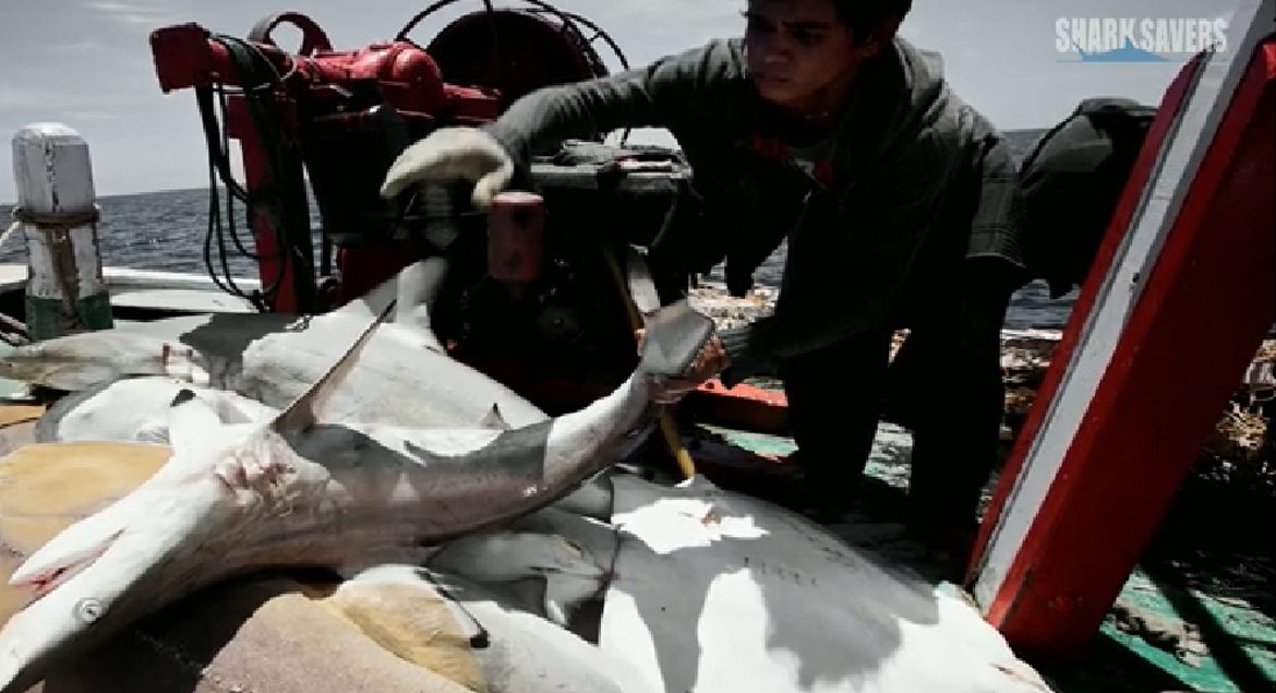 plongee-requins-baleine-oslob-philippines