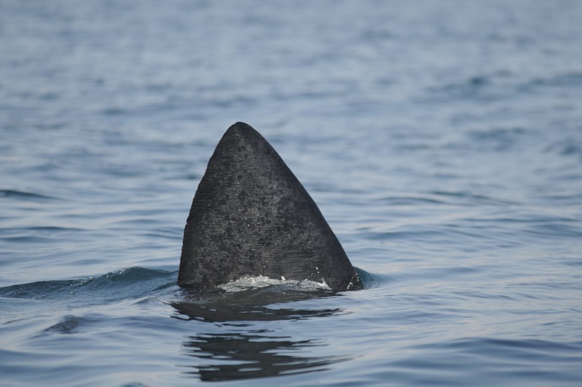 Rencontre avec les requins pélerins de Bretagne