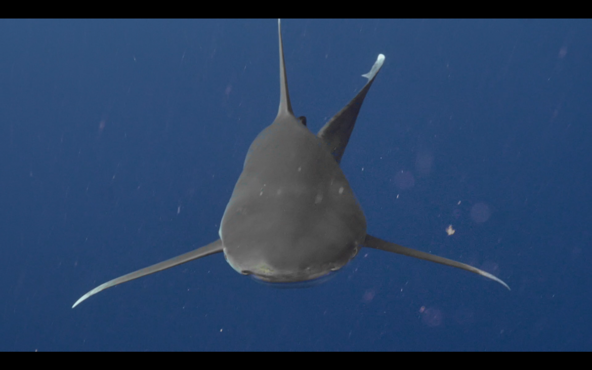 [News] Sharkwave : Un film avec Jan Kounen et Steven Surina