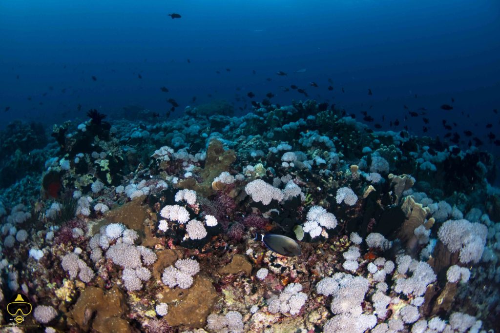 weiche Koralle vom Bandasee
