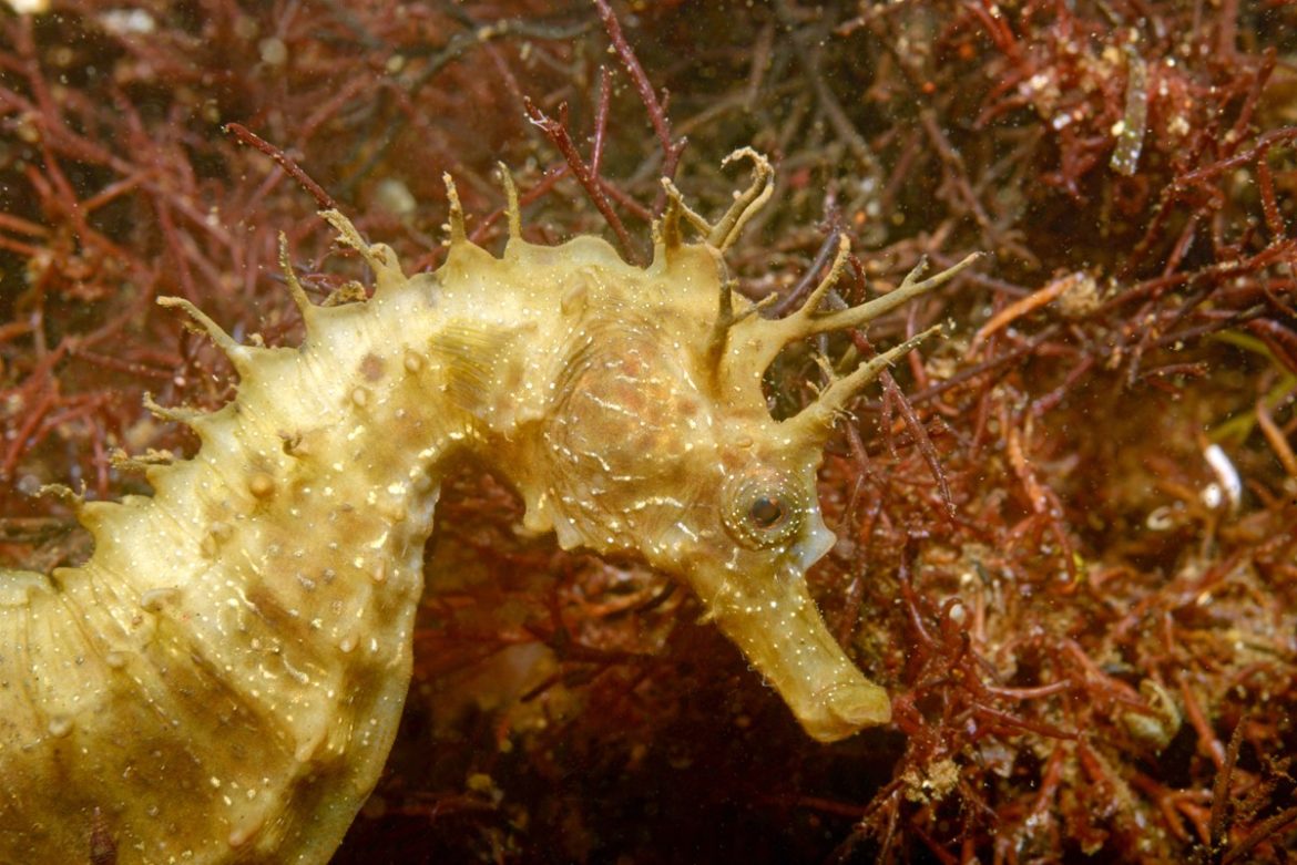 Les sciences participatives avec Peau Bleue