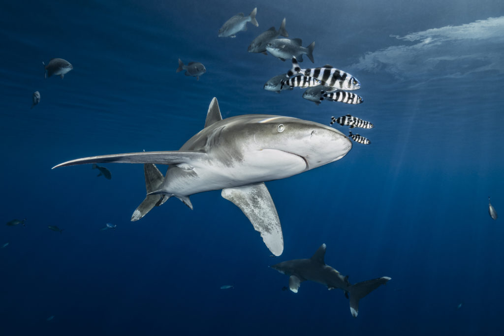 squalo oceanico con punta bianca