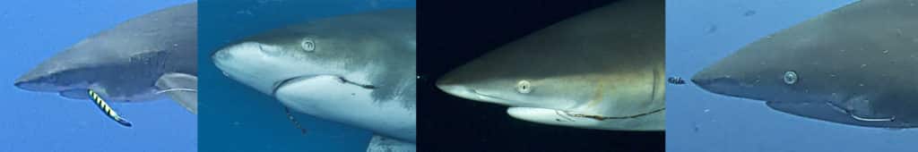 ozeanischer Hai mit Schinken