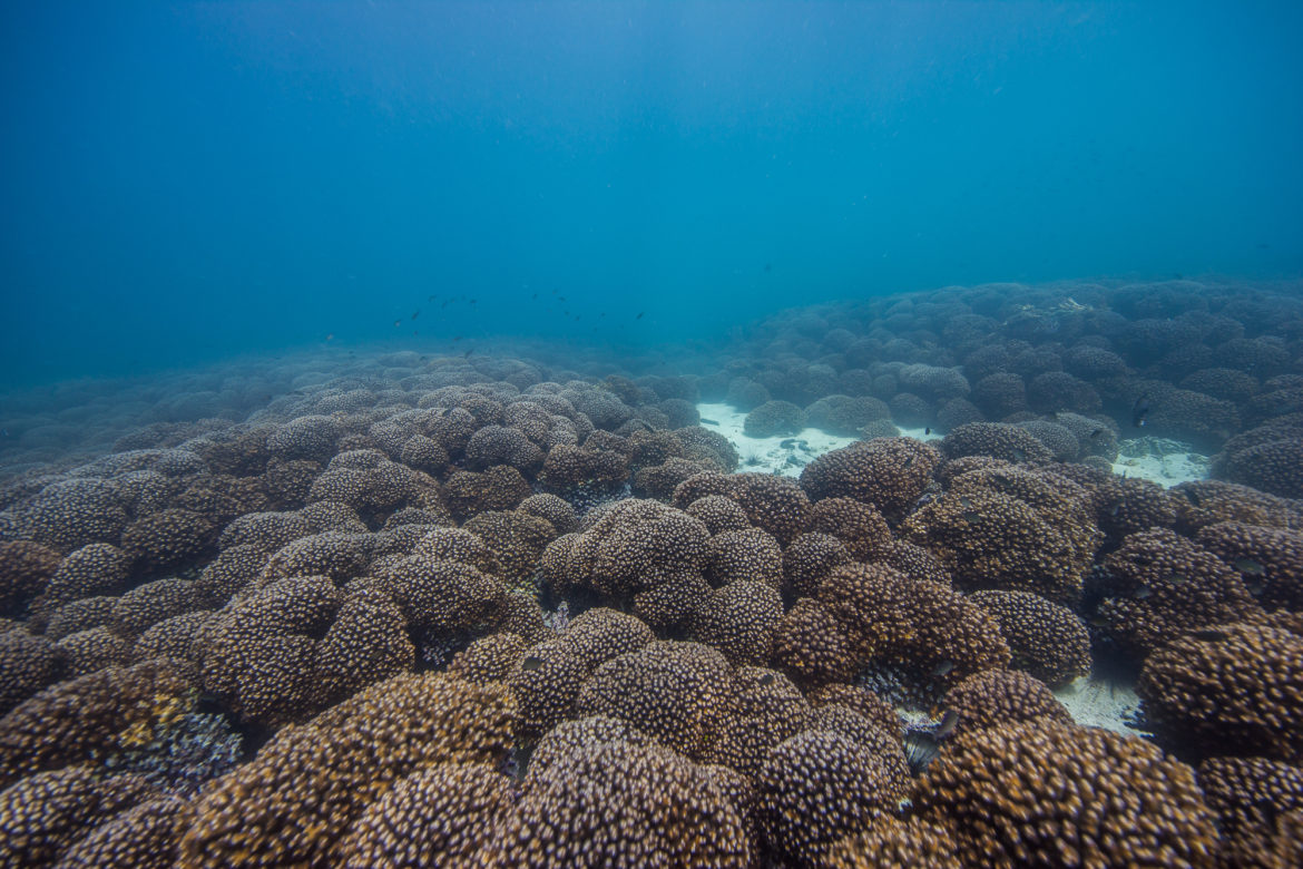 Korallenriff des Golfs