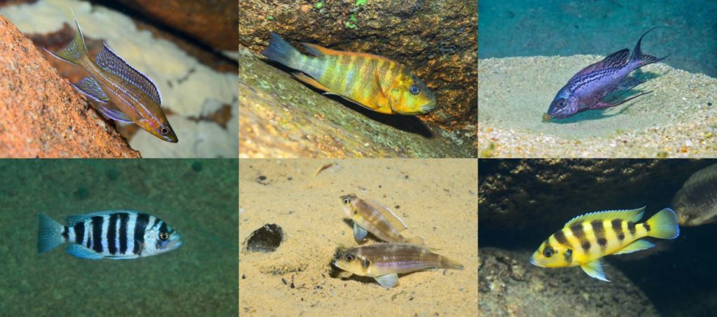 Diverses espèces de poissons du lac tanganyika