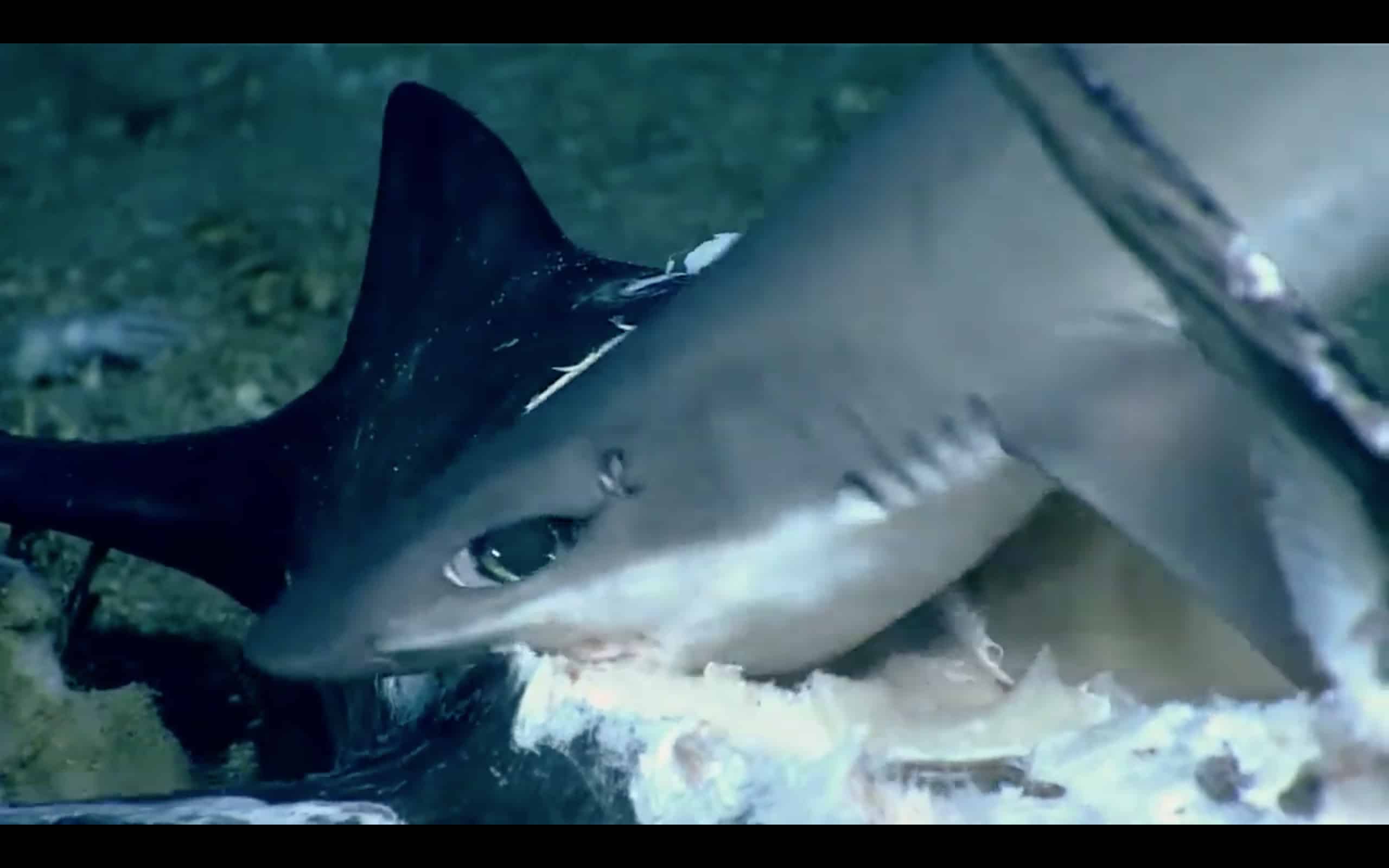 ビデオ メカジキを飲み込むサメが海の怪物に貪り食われる スキューバ人