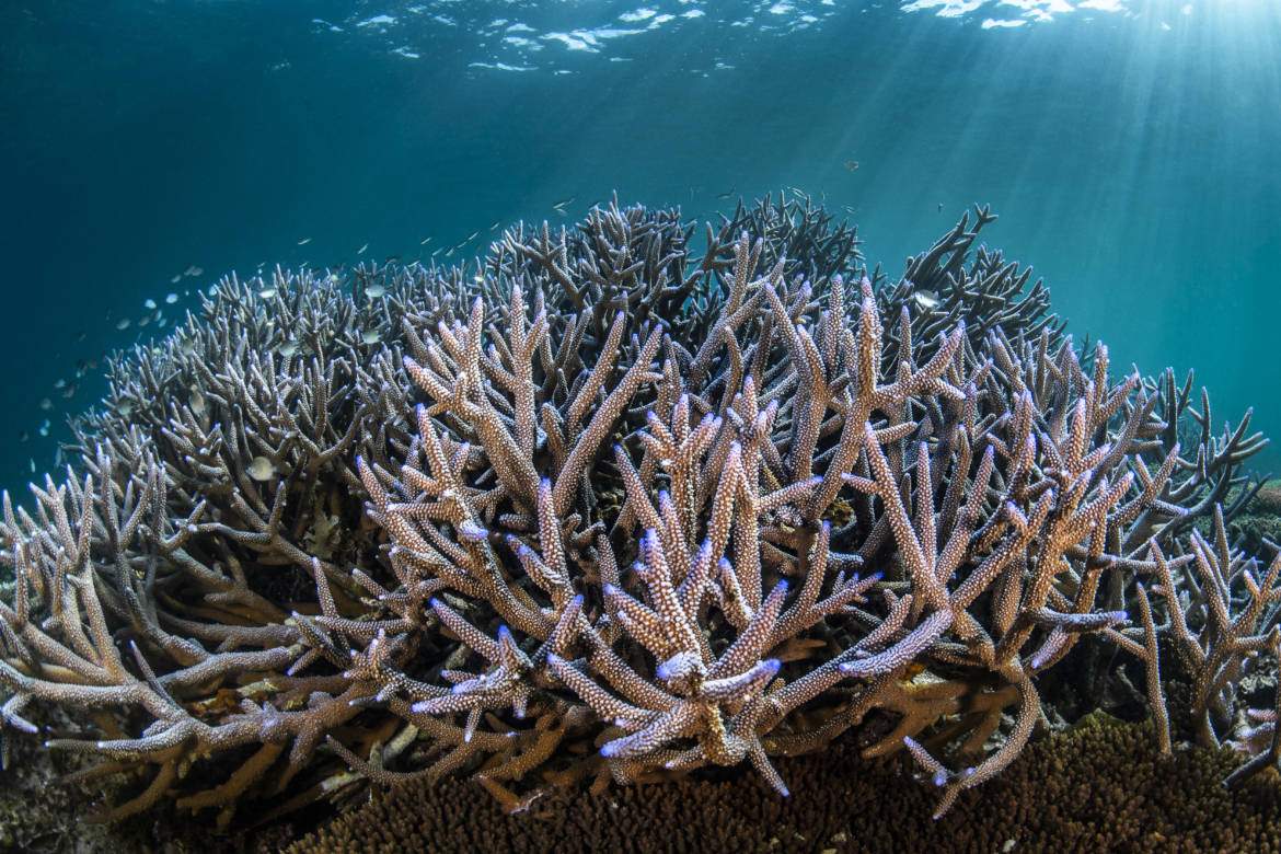 photo de coraux