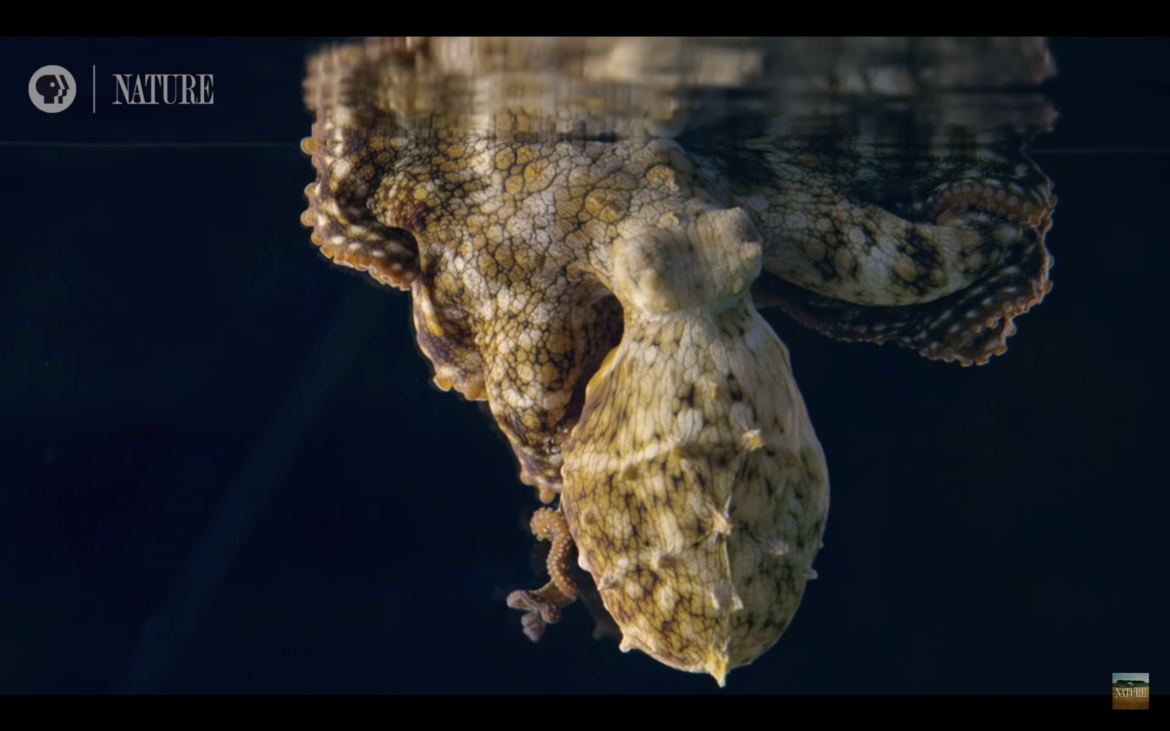 Une pieuvre change de couleur pendant son sommeil