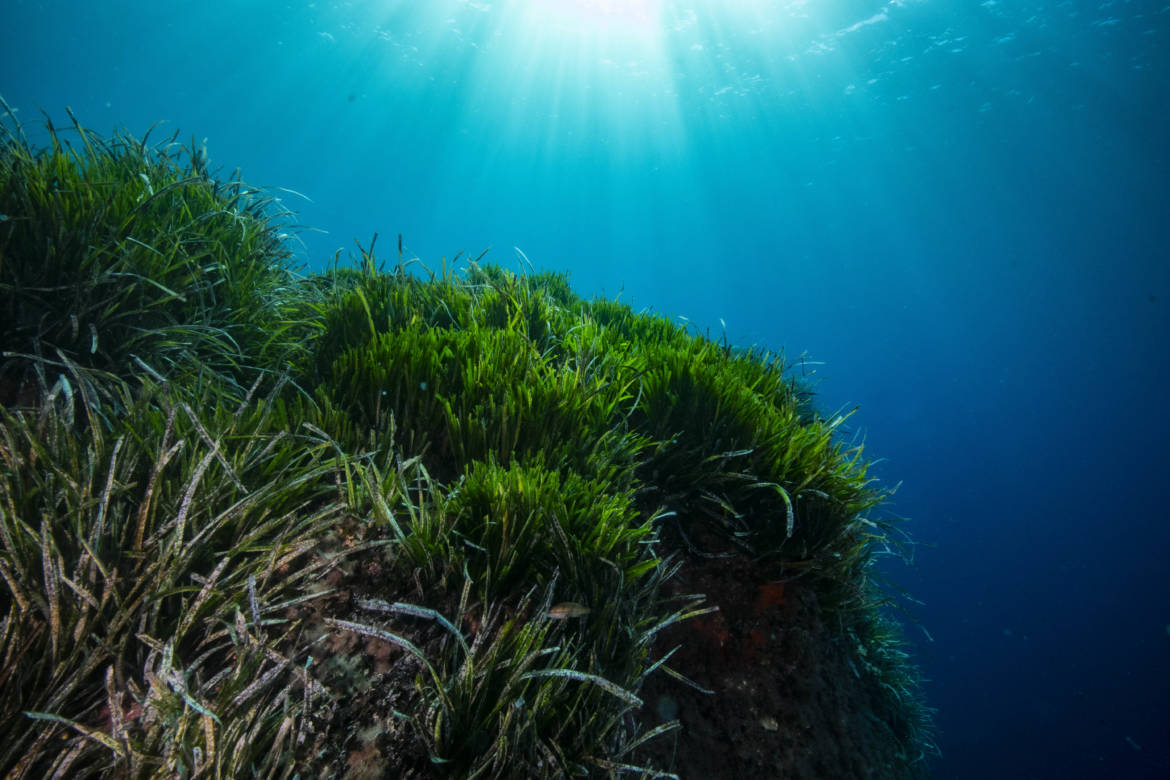 [vidéo] L’impact des ancrages sur les herbiers de posidonie
