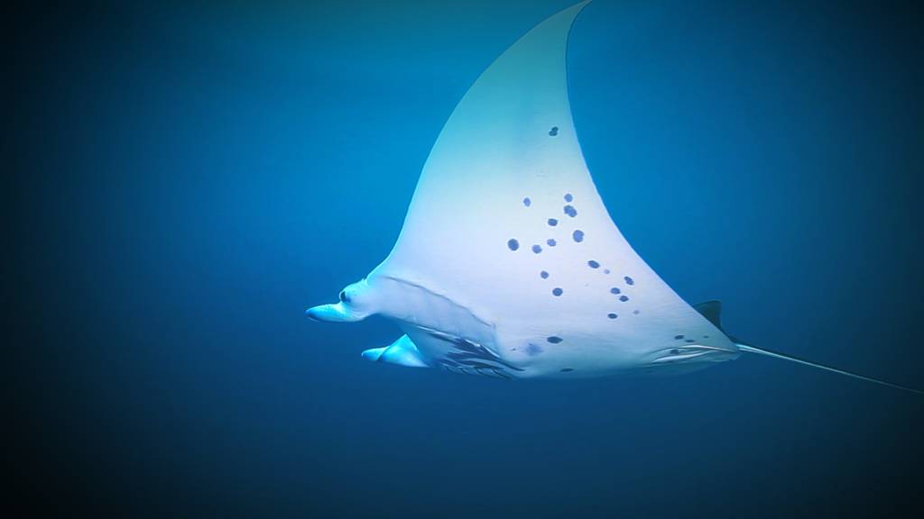 manta ray with marquise islands
