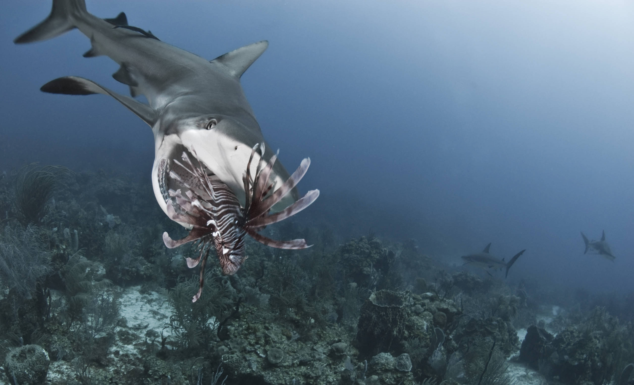 Pourquoi le requin, animal craintif, s'en prend-il parfois aux humains -  Sciences et Avenir