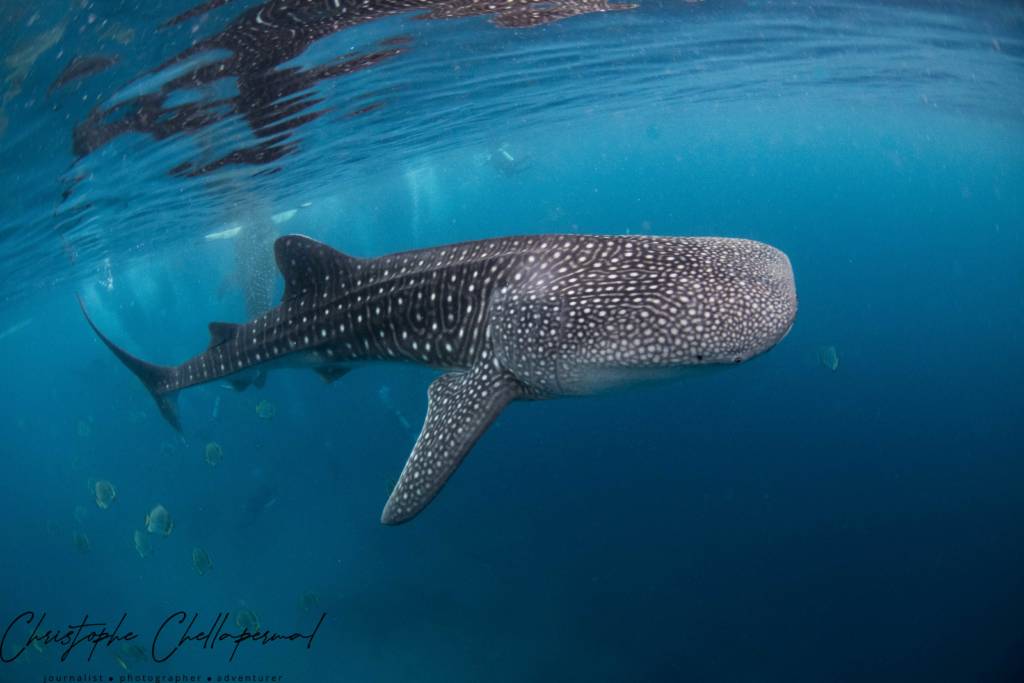 oslob whale shark