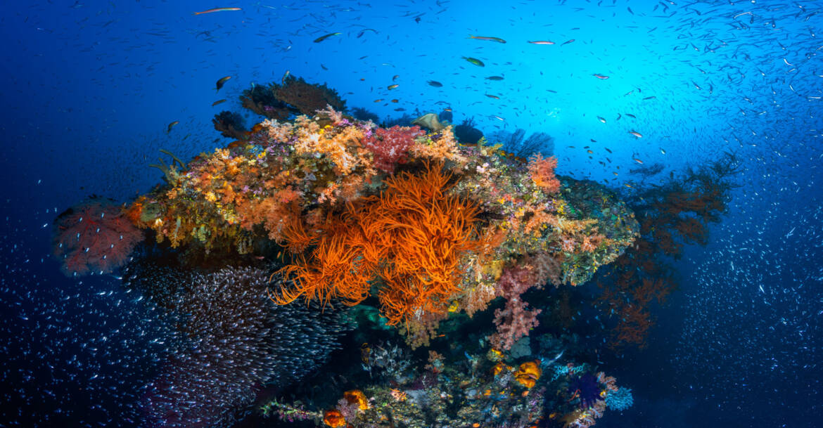 四王群岛珊瑚
