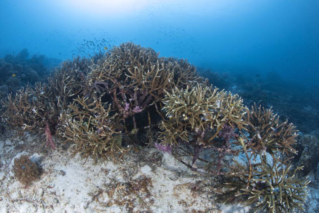 podcast sulla gestione ambientale illustrato dalla pianta della barriera corallina dal popolo del mare