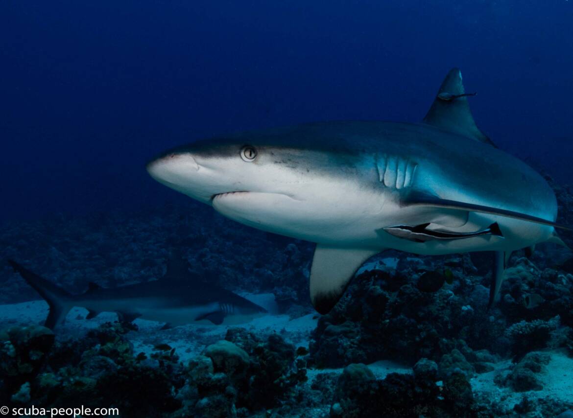 Photo de requin gris au Soudan