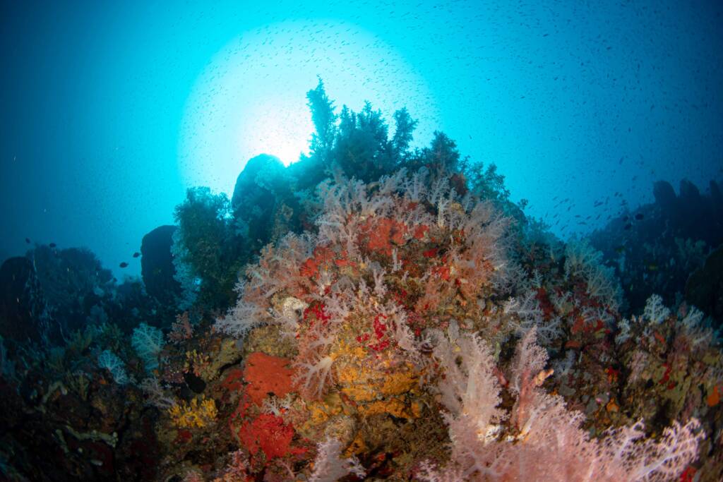 barriera corallina in indonesia