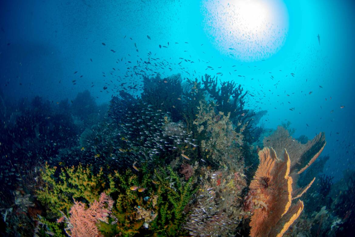 ラジャアンパットのサンゴ礁
